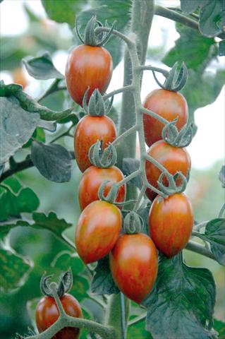 foto van een variëteit aan bloemen, te gebruiken als: Potplant, perkplant, patioplant Solanum lycopersicum (pomodoro) Datterino striato