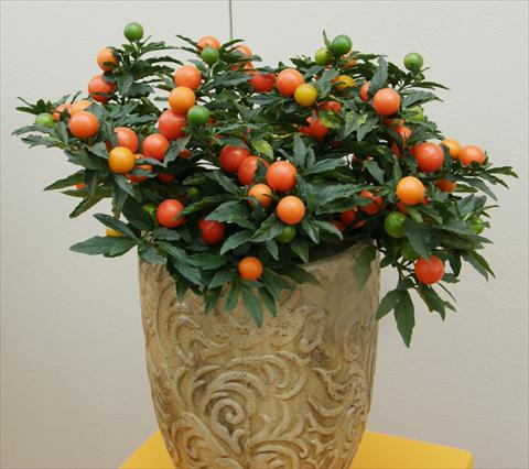 foto van een variëteit aan bloemen, te gebruiken als: Pot - en perkplant Solanum pseudocapsicum Sultain a frutto grande