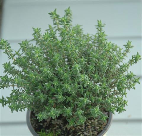 foto van een variëteit aan bloemen, te gebruiken als: Pot - en perkplant Thymus vulgaris 