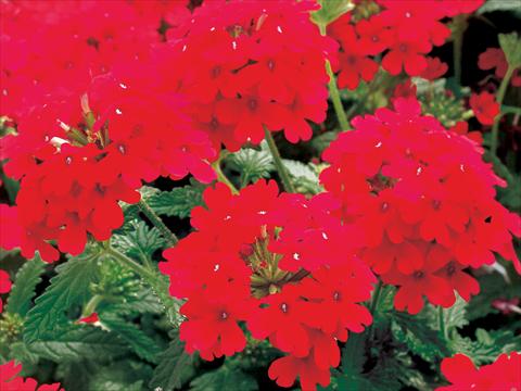 foto van een variëteit aan bloemen, te gebruiken als: Potplant, patioplant, korfplant Verbena Superbena Bushy Crimson