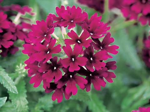 foto van een variëteit aan bloemen, te gebruiken als: Potplant, patioplant, korfplant Verbena Superbena Bushy Merlot