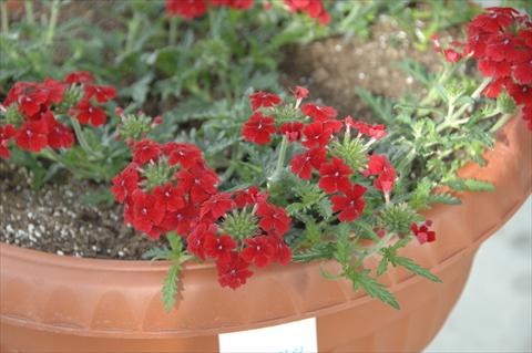 foto van een variëteit aan bloemen, te gebruiken als: Potplant, patioplant, korfplant Verbena Vepita Fire Red