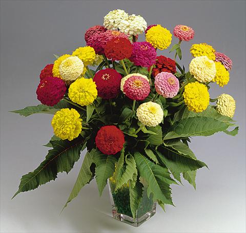 photo of flower to be used as: Bedding / border plant Zinnia elegans a fiore piccolo mix