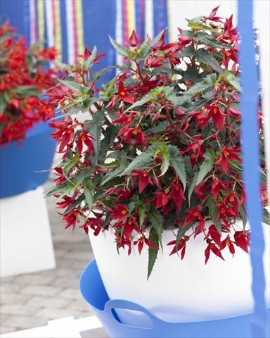 foto van een variëteit aan bloemen, te gebruiken als: Perkplant, potplant of korfplant Begonia Crakling Fire Dark Red
