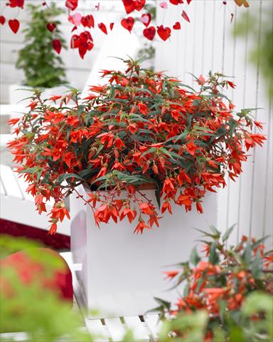 foto van een variëteit aan bloemen, te gebruiken als: Perkplant, potplant of korfplant Begonia Crakling Fire Orange Red
