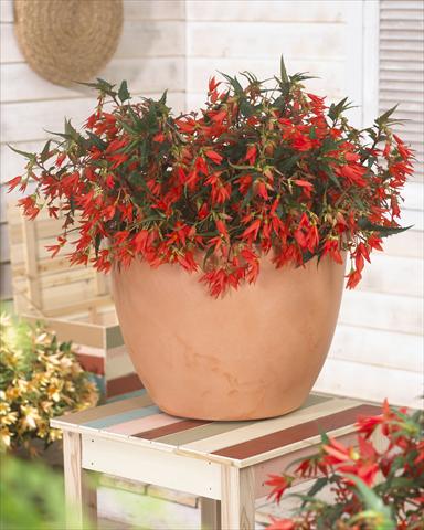 foto van een variëteit aan bloemen, te gebruiken als: Perkplant, potplant of korfplant Begonia Crakling Fire Orange