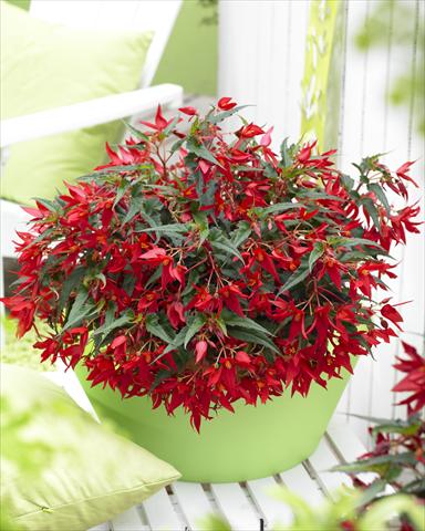 foto van een variëteit aan bloemen, te gebruiken als: Perkplant, potplant of korfplant Begonia Crakling Fire Red