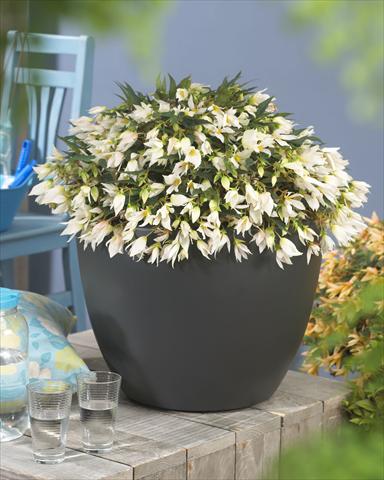 foto van een variëteit aan bloemen, te gebruiken als: Perkplant, potplant of korfplant Begonia Crakling Fire White
