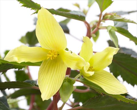 foto van een variëteit aan bloemen, te gebruiken als: Perkplant, potplant of korfplant Begonia Crakling Fire Yellow
