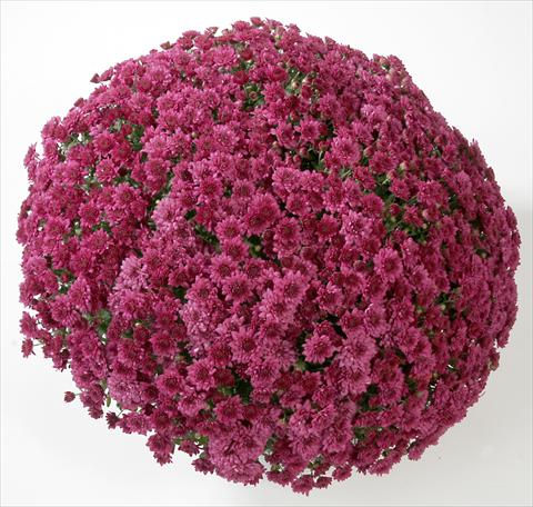 foto van een variëteit aan bloemen, te gebruiken als: Pot - en perkplant Chrysanthemum Belgian Astrix