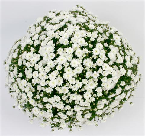 foto van een variëteit aan bloemen, te gebruiken als: Pot - en perkplant Chrysanthemum Belgian Campina