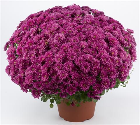 foto van een variëteit aan bloemen, te gebruiken als: Pot - en perkplant Chrysanthemum Belgian Erina Mauve