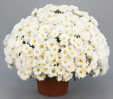 foto van een variëteit aan bloemen, te gebruiken als: Pot - en perkplant Chrysanthemum Belgian Isaura White