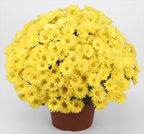 foto van een variëteit aan bloemen, te gebruiken als: Pot - en perkplant Chrysanthemum Belgian Isaura Yellow