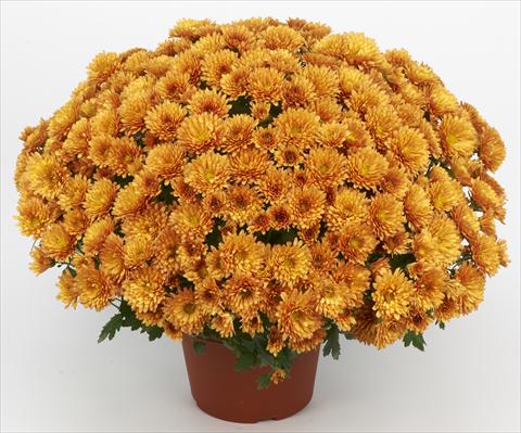 foto van een variëteit aan bloemen, te gebruiken als: Pot - en perkplant Chrysanthemum Belgian Marjolein Orange