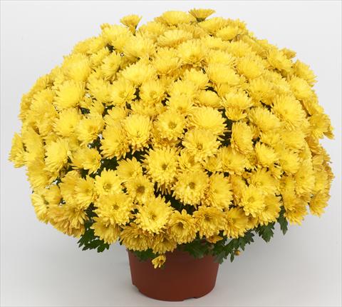 foto van een variëteit aan bloemen, te gebruiken als: Pot - en perkplant Chrysanthemum Belgian Marjolein Yellow