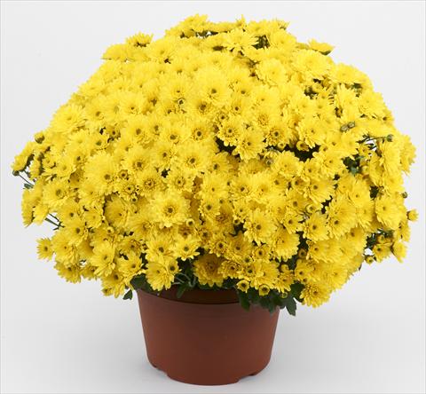 foto van een variëteit aan bloemen, te gebruiken als: Pot - en perkplant Chrysanthemum Belgian Pikato