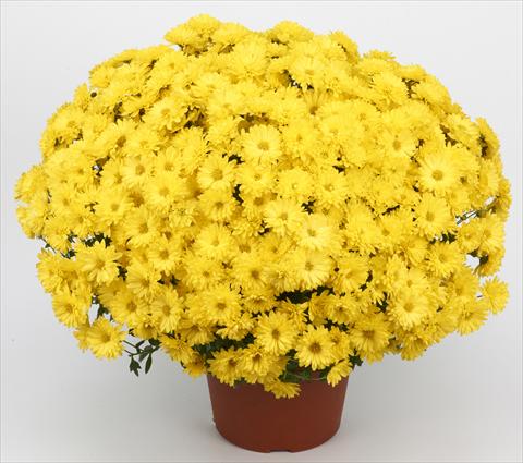 foto van een variëteit aan bloemen, te gebruiken als: Pot - en perkplant Chrysanthemum Belgian Samini Jaune