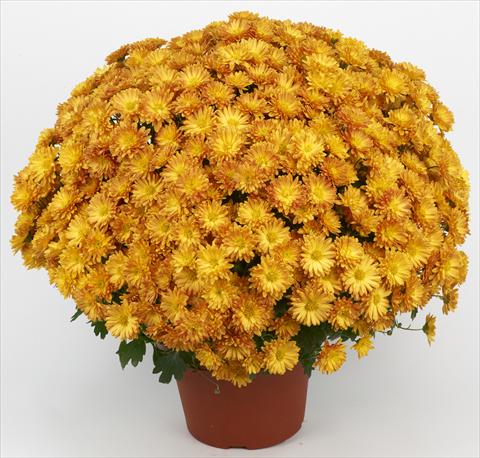 foto van een variëteit aan bloemen, te gebruiken als: Pot - en perkplant Chrysanthemum Belgian Samini Orange