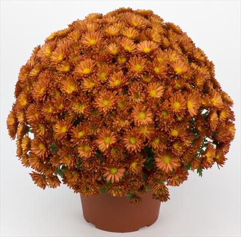 foto van een variëteit aan bloemen, te gebruiken als: Pot - en perkplant Chrysanthemum Belgian Samini Rouge