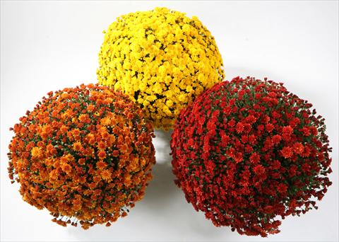 foto van een variëteit aan bloemen, te gebruiken als: Pot - en perkplant Chrysanthemum Belgian Samini yellow red bronze
