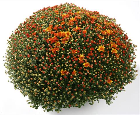 foto van een variëteit aan bloemen, te gebruiken als: Pot - en perkplant Chrysanthemum Belgian Santana