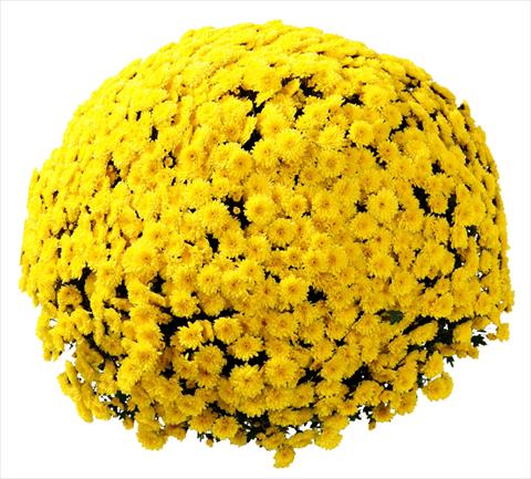 foto van een variëteit aan bloemen, te gebruiken als: Pot - en perkplant Chrysanthemum Belgian Vittorio