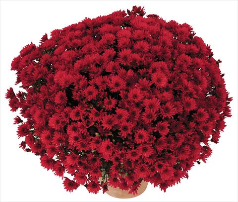 foto van een variëteit aan bloemen, te gebruiken als: Pot - en perkplant Chrysanthemum Golette Balma Rouge