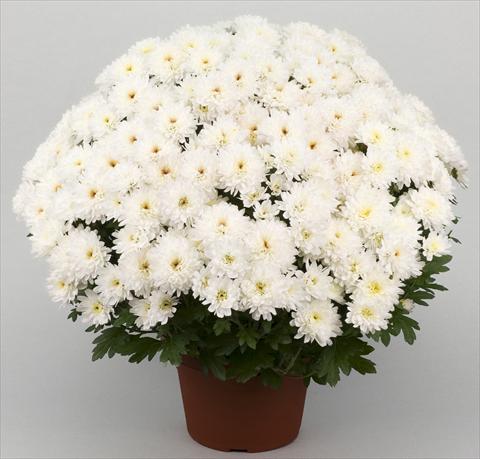 foto van een variëteit aan bloemen, te gebruiken als: Pot - en perkplant Chrysanthemum Golette Borea Blanc