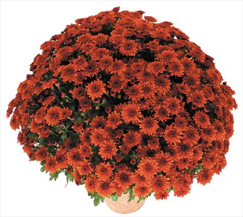 foto van een variëteit aan bloemen, te gebruiken als: Pot - en perkplant Chrysanthemum Golette Borea Cuivre