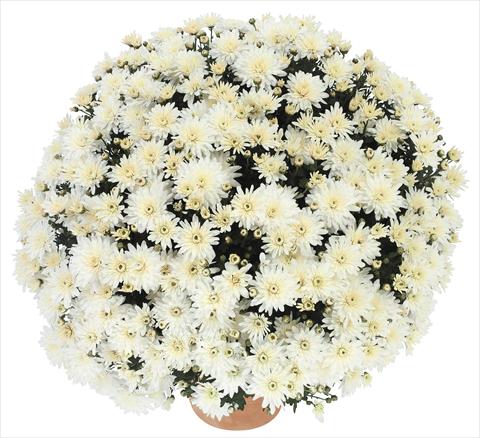 foto van een variëteit aan bloemen, te gebruiken als: Pot - en perkplant Chrysanthemum Golette Burma Blanc