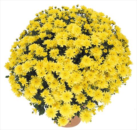 foto van een variëteit aan bloemen, te gebruiken als: Pot - en perkplant Chrysanthemum Golette Burma Jaune