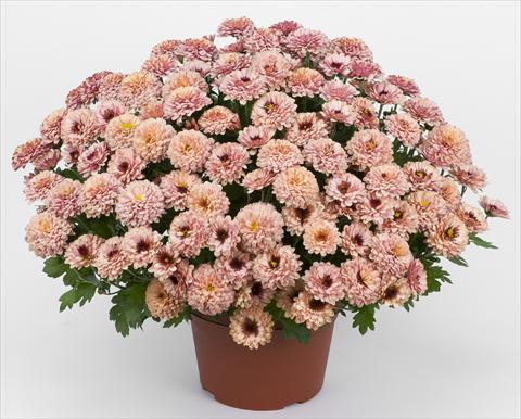 foto van een variëteit aan bloemen, te gebruiken als: Pot - en perkplant Chrysanthemum Golette Rasta Cerise