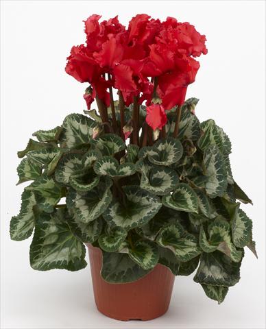 foto van een variëteit aan bloemen, te gebruiken als: Korf / Pot Cyclamen persicum Halios® Curly Écarlate