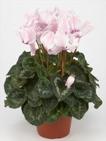 foto van een variëteit aan bloemen, te gebruiken als: Korf / Pot Cyclamen persicum Halios® Curly Fuchsia Clair e Flammé