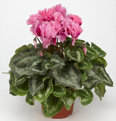 foto van een variëteit aan bloemen, te gebruiken als: Korf / Pot Cyclamen persicum Halios® Curly Fuchsia