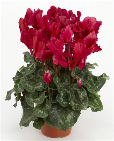 foto van een variëteit aan bloemen, te gebruiken als: Korf / Pot Cyclamen persicum Halios® Curly Magenta