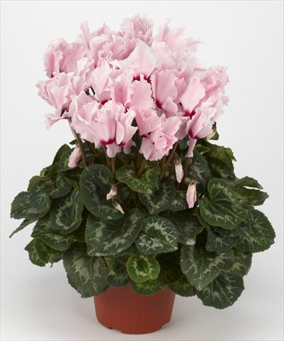 foto van een variëteit aan bloemen, te gebruiken als: Korf / Pot Cyclamen persicum Halios® Curly Rose Clair à Oeil rouge