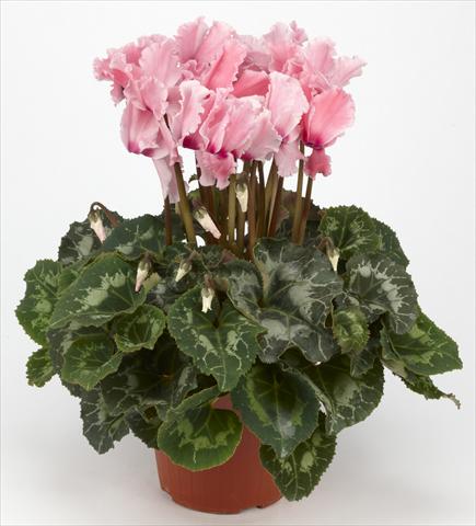 foto van een variëteit aan bloemen, te gebruiken als: Korf / Pot Cyclamen persicum Halios® Curly Rose saumoné e Flammé
