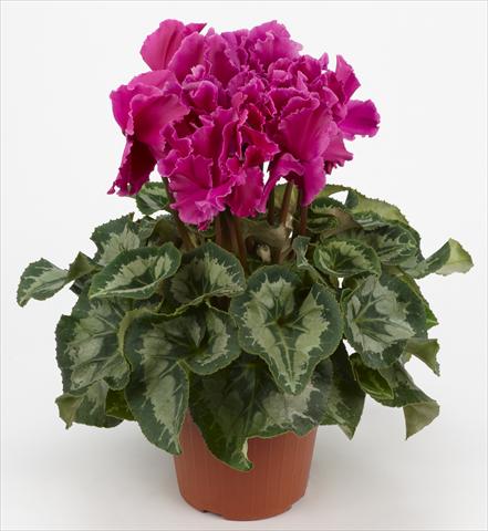 foto van een variëteit aan bloemen, te gebruiken als: Korf / Pot Cyclamen persicum Halios® Curly Violet Foncé liseré