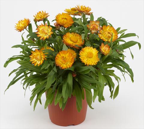 foto van een variëteit aan bloemen, te gebruiken als: Pot - en perkplant Helichrysum (Bracteantha) Braxi Gold