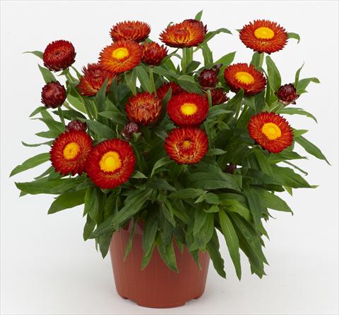 foto van een variëteit aan bloemen, te gebruiken als: Pot - en perkplant Helichrysum (Bracteantha) Braxi Red