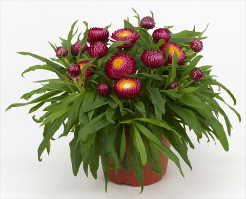 foto van een variëteit aan bloemen, te gebruiken als: Pot - en perkplant Helichrysum (Bracteantha) Braxi Violet