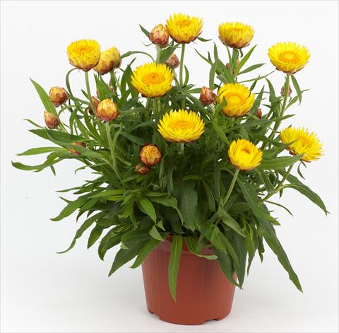 foto van een variëteit aan bloemen, te gebruiken als: Pot - en perkplant Helichrysum (Bracteantha) Braxi Yellow