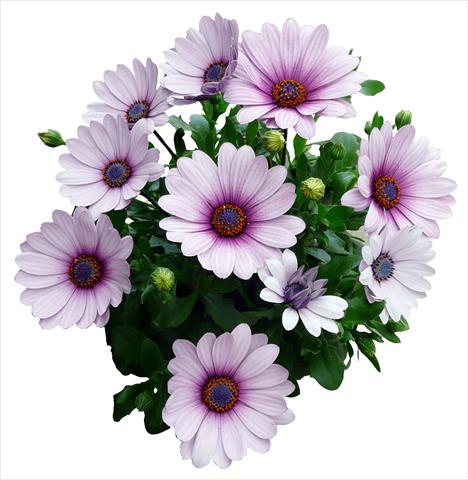 foto van een variëteit aan bloemen, te gebruiken als: Pot - en perkplant Osteospermum Cape Daisy Purple Illumination