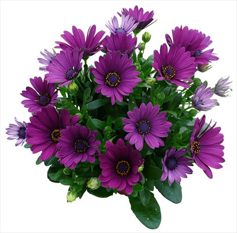 foto van een variëteit aan bloemen, te gebruiken als: Pot - en perkplant Osteospermum Cape Daisy Purple