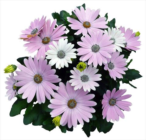 foto van een variëteit aan bloemen, te gebruiken als: Pot - en perkplant Osteospermum Cape Daisy Softly Pink