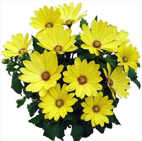 foto van een variëteit aan bloemen, te gebruiken als: Pot - en perkplant Osteospermum Cape Daisy Yellow Halo