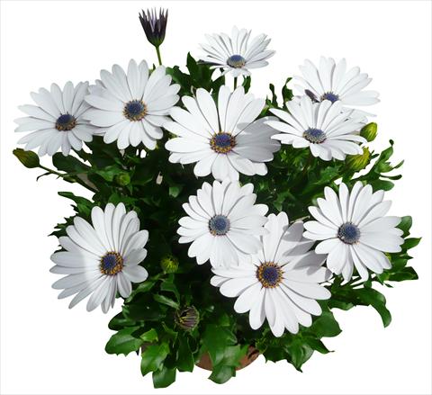 foto van een variëteit aan bloemen, te gebruiken als: Pot - en perkplant Osteospermum Cape Daisy Zanzibar White