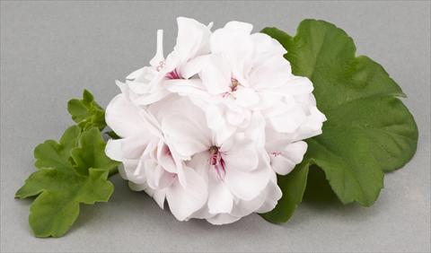 foto van een variëteit aan bloemen, te gebruiken als: Potplant, patioplant, korfplant Pelargonium peltatum White Pearl
